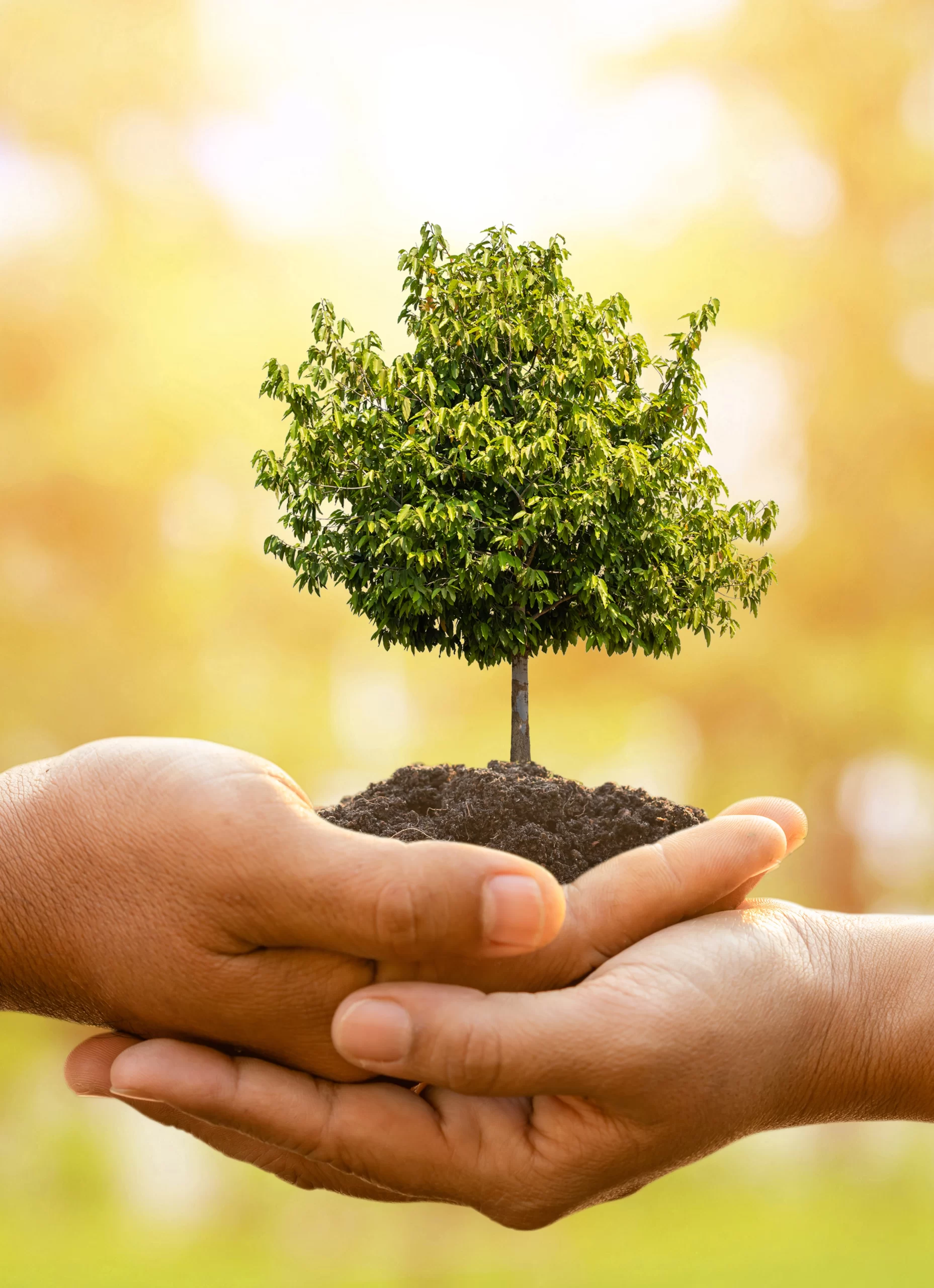 Vecteezy hand of two people holding tree in soil on outdoor sunlight 6305797 copy scaled